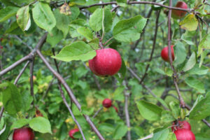 Behöver dina äppelträd beskäras?